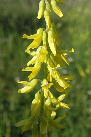 Melilotus officinalis \ Echter Steinklee, Gewhnlicher Honigklee / Ribbed Melilot, D Hemsbach 11.6.2007