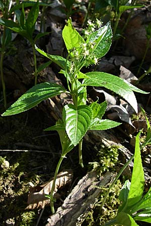 Mercurialis perennis, Dog's Mercury Mercurialis perennis, Dog's Mercury