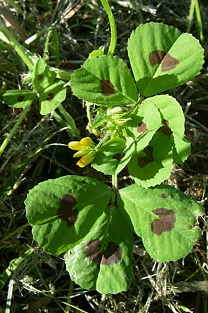Medicago arabica \ Arabischer Schneckenklee / Spotted Medick, D Weinheim an der Bergstraße 6.5.2008