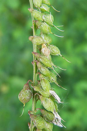 Melilotus altissimus \ Hoher Steinklee, Hoher Honigklee / Tall Melilot, D Offenburg 27.7.2009
