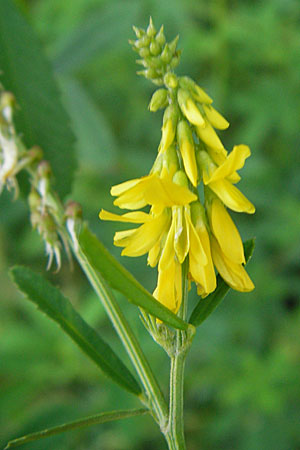 Melilotus altissimus \ Hoher Steinklee, Hoher Honigklee / Tall Melilot, D Offenburg 27.7.2009