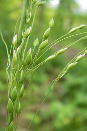 Milium effusum \ Wald-Flattergras / American Millet Grass, D Bammental 8.5.2012
