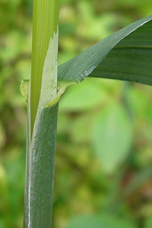 Milium effusum \ Wald-Flattergras / American Millet Grass, D Bammental 8.5.2012