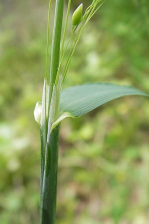 Milium effusum \ Wald-Flattergras / American Millet Grass, D Bammental 8.5.2012