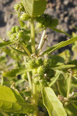 Mercurialis annua \ Einjhriges Bingelkraut / Annual Mercury, D Mannheim 7.9.2012