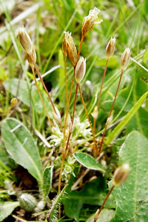 Moenchia erecta \ Aufrechte Weimiere / Upright Chickweed, D Herborn 24.5.2014