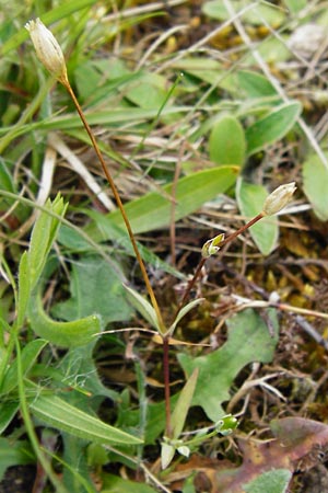 Moenchia erecta \ Aufrechte Weimiere / Upright Chickweed, D Herborn 24.5.2014