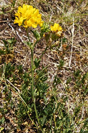 Medicago falcata \ Sichel-Klee / Sickle Medick, D Eining 13.6.2014