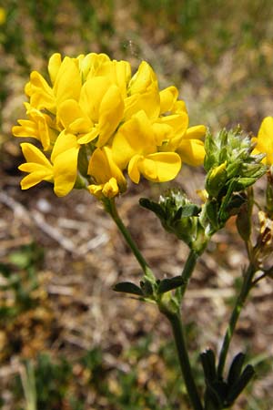 Medicago falcata \ Sichel-Klee / Sickle Medick, D Eining 13.6.2014