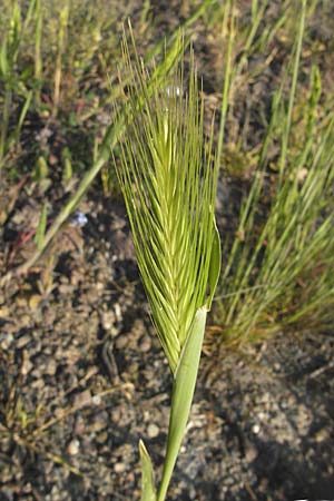Hordeum murinum \ Muse-Gerste / Wall Barley, D Mannheim 7.5.2009