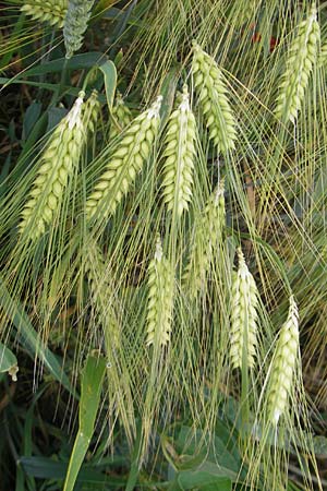 Hordeum vulgare forma hexastichon \ Roll-Gerste, Mehrzeilige Gerste / Six-Rowed Barley, D N&ouml;rdlingen 8.6.2012