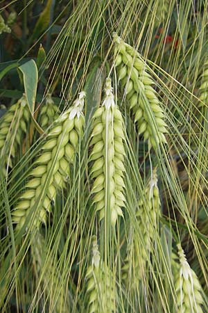 Hordeum vulgare forma hexastichon \ Roll-Gerste, Mehrzeilige Gerste / Six-Rowed Barley, D N&ouml;rdlingen 8.6.2012