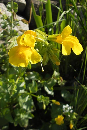 Mimulus guttatus \ Gefleckte Gauklerblume / Monkey Flower, D  23.6.2012