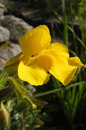 Mimulus guttatus \ Gefleckte Gauklerblume / Monkey Flower, D  23.6.2012