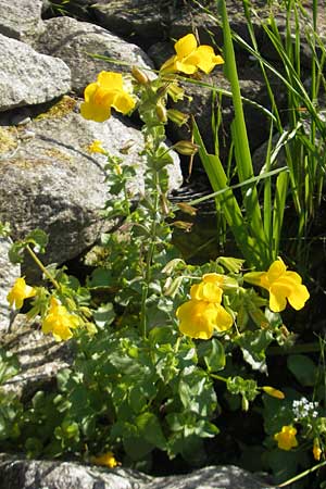 Mimulus guttatus \ Gefleckte Gauklerblume / Monkey Flower, D  23.6.2012