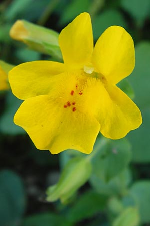 Mimulus guttatus \ Gefleckte Gauklerblume / Monkey Flower, D Landkreis Karlsruhe, Oberhausen-Rheinhausen 28.8.2013