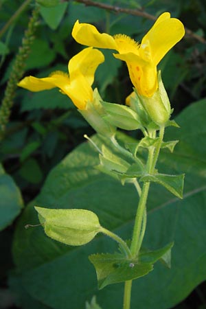 Mimulus guttatus \ Gefleckte Gauklerblume / Monkey Flower, D Landkreis Karlsruhe, Oberhausen-Rheinhausen 28.8.2013