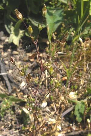Sabulina tenuifolia subsp. hybrida \ Zarte Miere, Feinblttrige Miere / Fine-Leaved Sandwort, Slender-Leaf Sandwort, D Türkismühle 21.5.2011