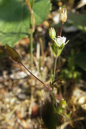 Sabulina tenuifolia subsp. hybrida \ Zarte Miere, Feinblttrige Miere / Fine-Leaved Sandwort, Slender-Leaf Sandwort, D Türkismühle 21.5.2011