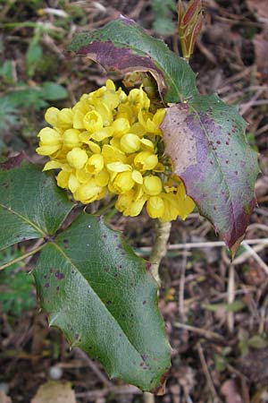 Mahonia aquifolium \ Gewhnliche Mahonie / Shining Oregon Grape, Tall Oregon Grape, D Mainz 21.4.2012