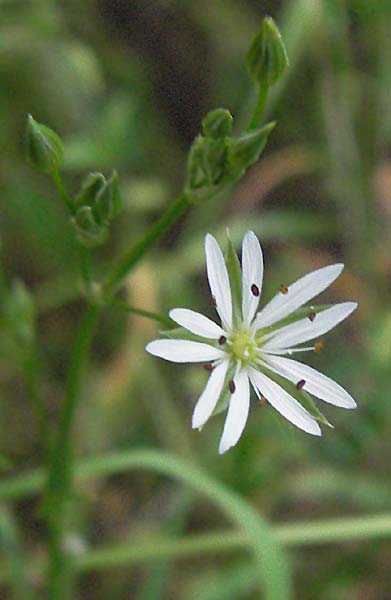 Stellaria graminea \ Gras-Sternmiere / Lesser Stitchwort, D Bensheim 15.5.2006