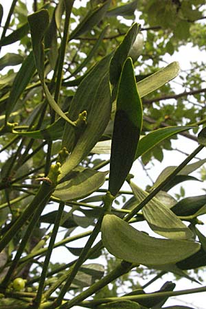 Viscum album subsp. album \ Laubholz-Mistel / Mistletoe, D Mannheim Reiß-Insel 10.9.2006