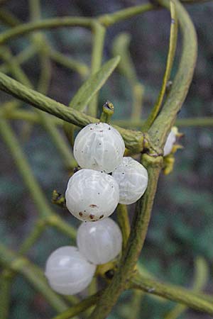 Viscum album subsp. austriacum \ Kiefern-Mistel / Pine Mistletoe, D Bad Dürkheim 4.2.2007