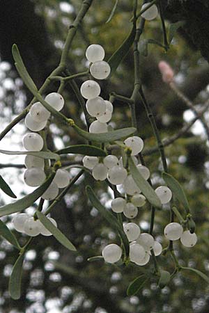 Viscum album subsp. album \ Laubholz-Mistel / Mistletoe, D Heidelberg 17.3.2007