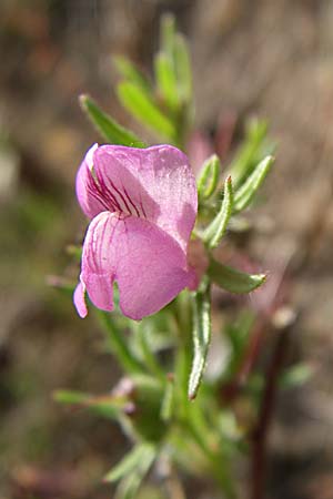 Misopates orontium, Acker-Löwenmaul, Großer Orant Misopates orontium, Acker-Löwenmaul, Großer Orant