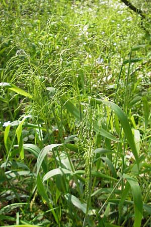 Milium effusum \ Wald-Flattergras / American Millet Grass, D Hambrücken 9.4.2011
