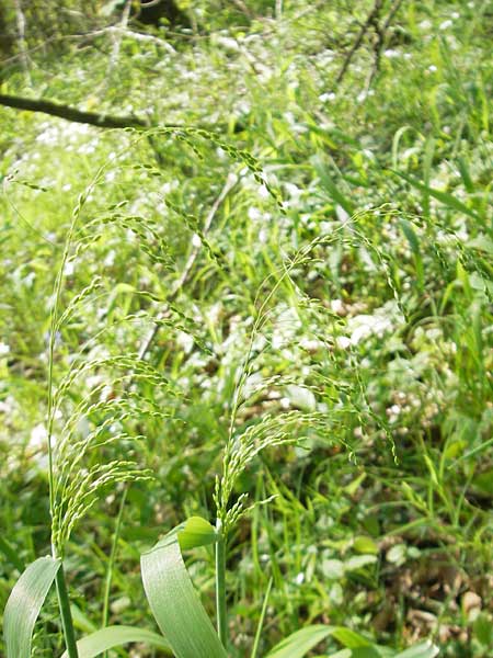 Milium effusum \ Wald-Flattergras / American Millet Grass, D Hambrücken 9.4.2011
