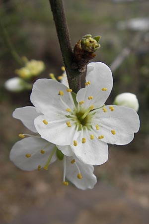 Prunus domestica subsp. syriaca \ Mirabelle / Mirabelle Cherry, D Pforzheim 31.3.2012
