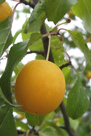 Prunus cerasifera \ Kirschpflaume / Cherry Plum, D Mannheim 13.7.2012