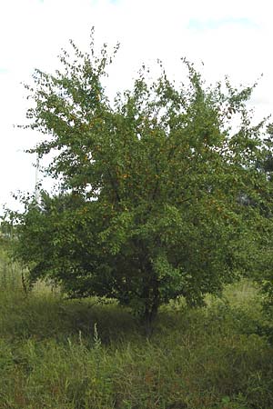 Prunus cerasifera \ Kirschpflaume / Cherry Plum, D Mannheim 16.7.2012
