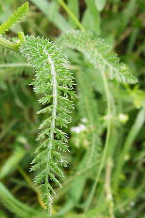 Achillea collina \ Hgel-Schafgarbe / Mountain Yarrow, D Mannheim 18.5.2014