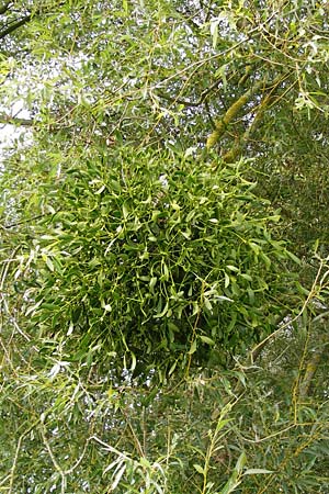 Viscum album subsp. album \ Laubholz-Mistel / Mistletoe, D Oppenheim 9.8.2014