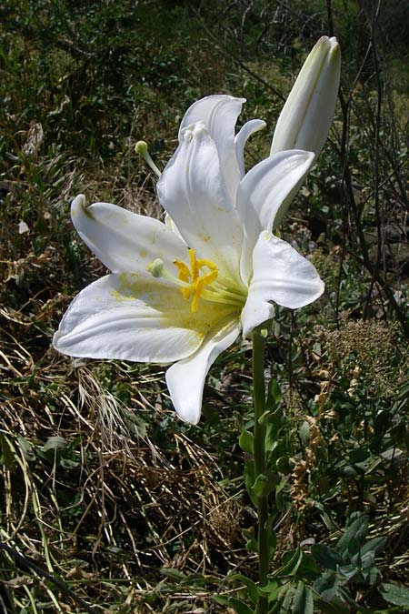 Lilium candidum \ Madonnen-Lilie, Wei&szlig;e Lilie / Madonna Lily, D Rheinhessen, Flonheim 14.6.2008