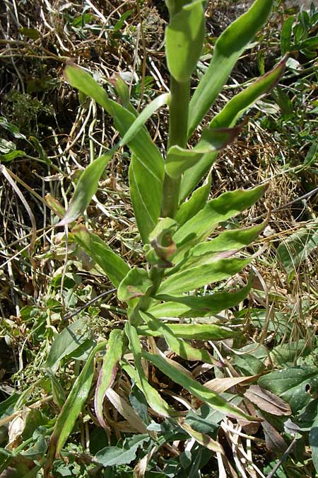 Lilium candidum \ Madonnen-Lilie, Wei&szlig;e Lilie / Madonna Lily, D Rheinhessen, Flonheim 14.6.2008