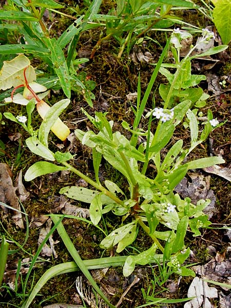 Myosotis laxa \ Rasen-Vergissmeinnicht / Small-Flowered Forget-me-not, Tufted Forget-me-not, D Groß-Gerau 11.5.2014