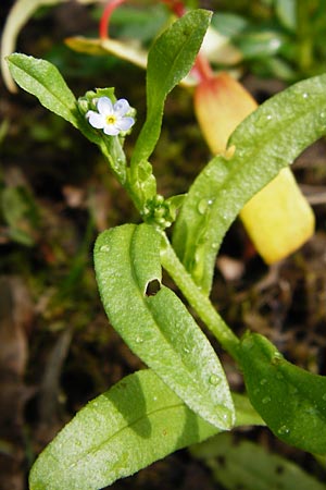 Myosotis laxa \ Rasen-Vergissmeinnicht / Small-Flowered Forget-me-not, Tufted Forget-me-not, D Groß-Gerau 11.5.2014
