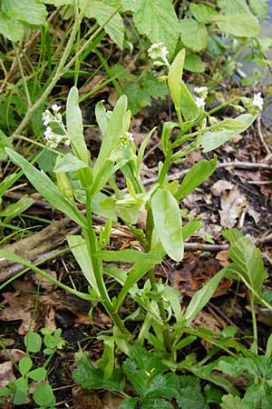 Myosotis laxa \ Rasen-Vergissmeinnicht / Small-Flowered Forget-me-not, Tufted Forget-me-not, D Groß-Gerau 11.5.2014