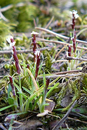 Mibora minima \ Zwerggras / Early Sandgrass, D Rüsselsheim 12.3.2011