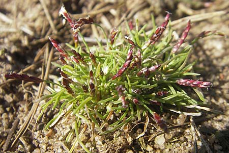 Mibora minima \ Zwerggras / Early Sandgrass, D Rüsselsheim 12.3.2011