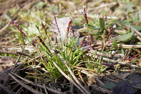 Mibora minima \ Zwerggras / Early Sandgrass, D Rüsselsheim 12.3.2011