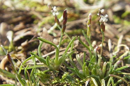 Mibora minima \ Zwerggras / Early Sandgrass, D Rüsselsheim 12.3.2011