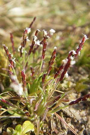 Mibora minima \ Zwerggras / Early Sandgrass, D Rüsselsheim 12.3.2011