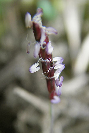 Mibora minima \ Zwerggras / Early Sandgrass, D Rüsselsheim 12.3.2011