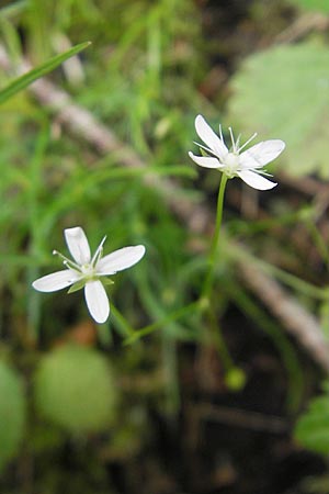 Moehringia muscosa \ Moos-Nabelmiere / Mossy Sandwort, D Berchtesgaden 20.6.2011