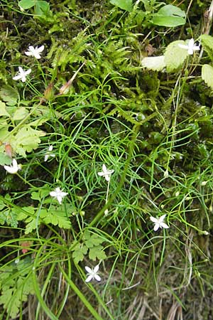 Moehringia muscosa \ Moos-Nabelmiere / Mossy Sandwort, D Berchtesgaden 20.6.2011