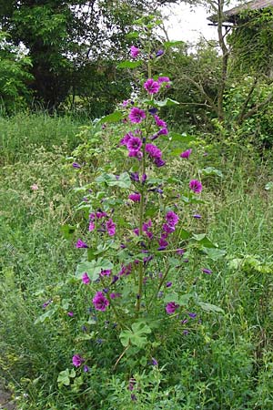 Malva sylvestris subsp. mauritiana \ Mauretanische Malve / Mallow-Tree, D Pfungstadt 29.5.2014